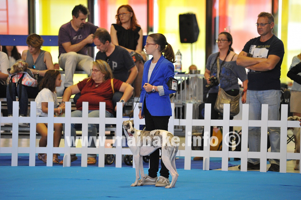 LEON CACIB 2018 JUNIOR HANDLING