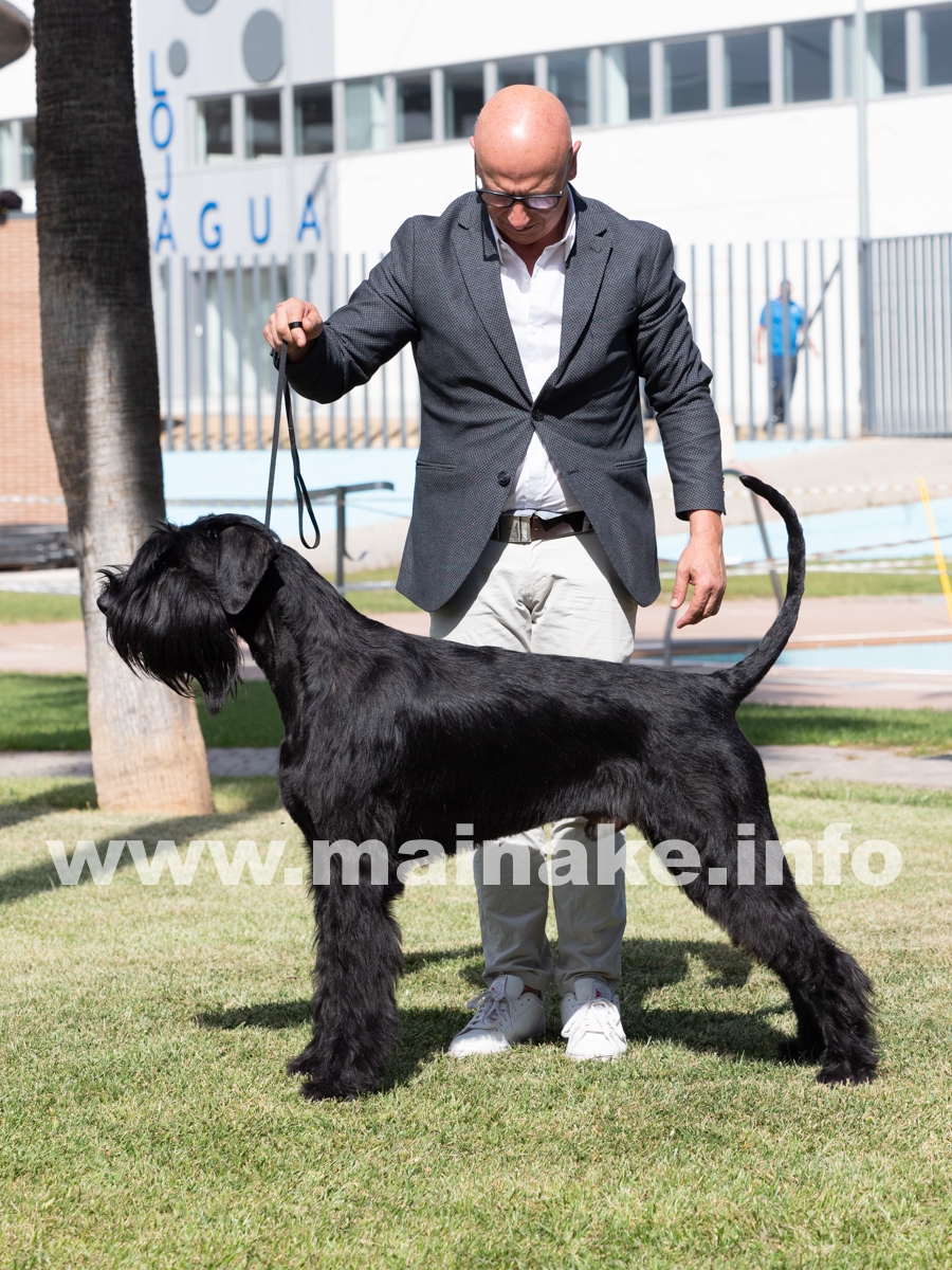 TORRE DE LA VELA SCHNAUZER LOJA CAC 2021