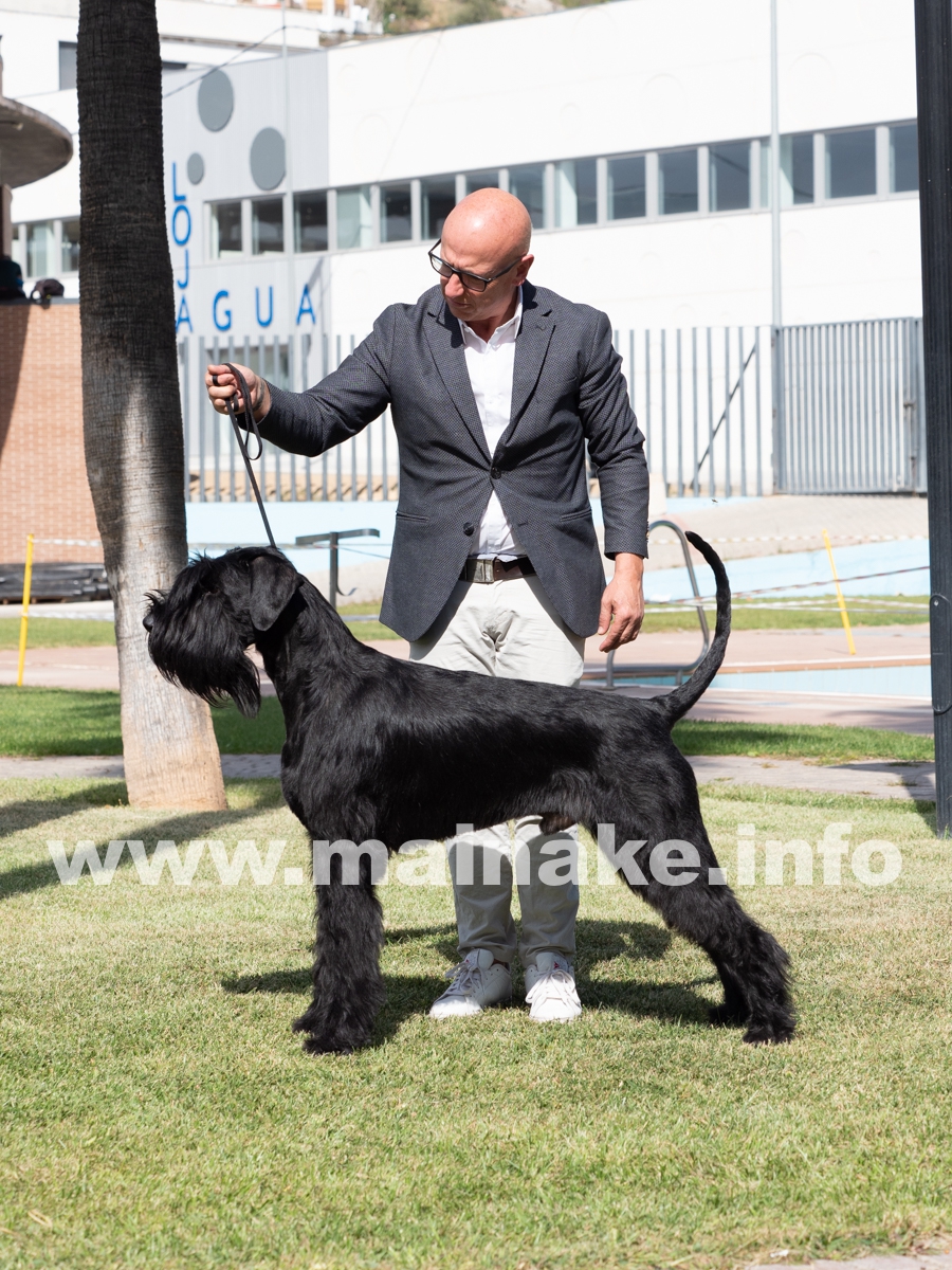 TORRE DE LA VELA SCHNAUZER LOJA CAC 2021
