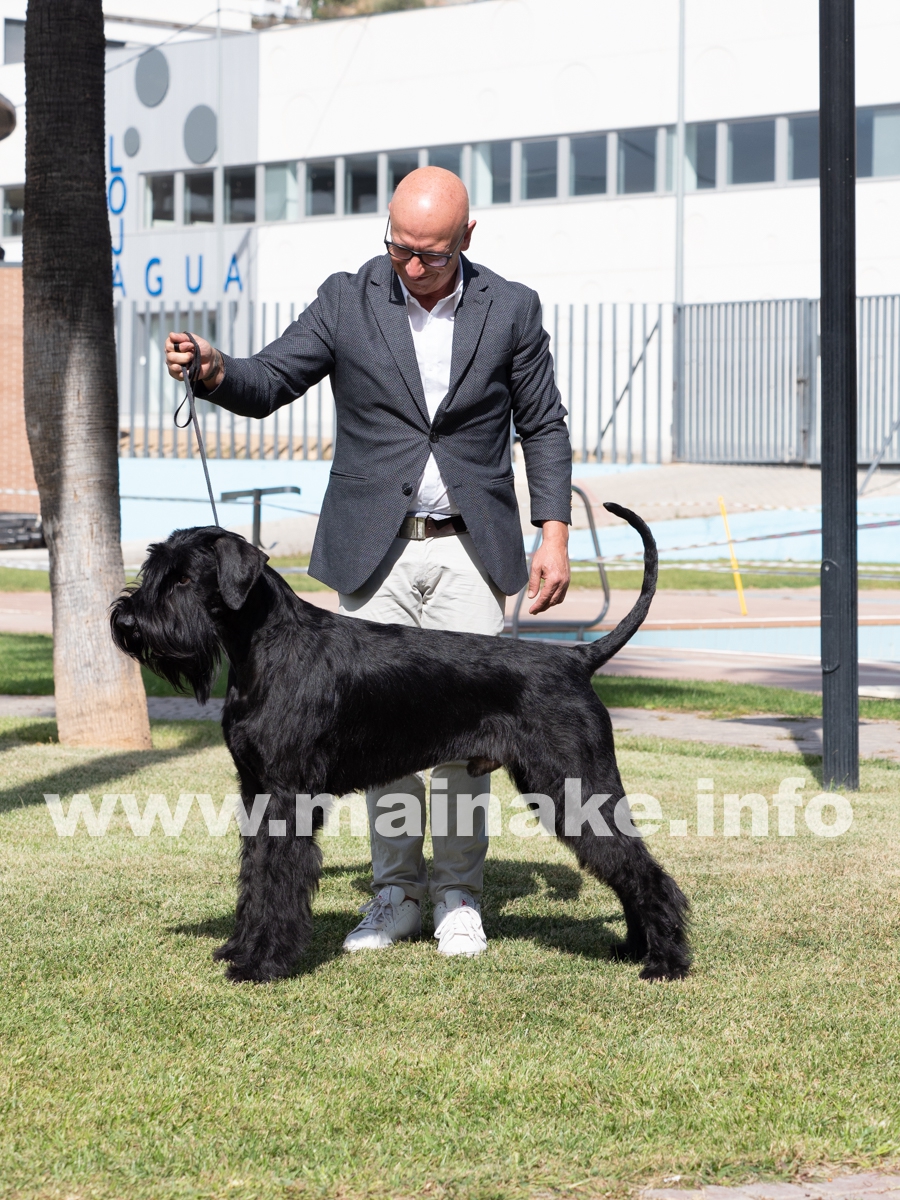 TORRE DE LA VELA SCHNAUZER LOJA CAC 2021