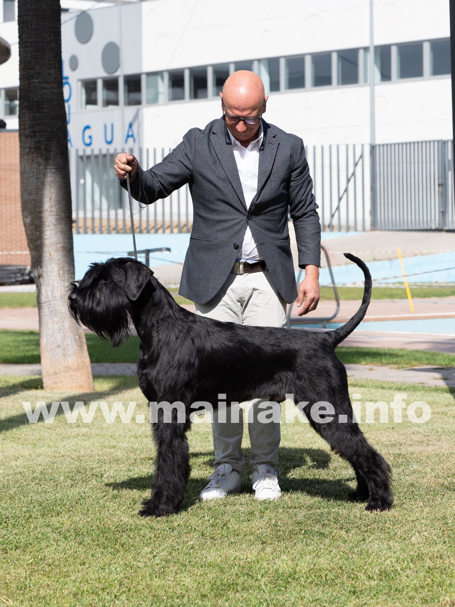 TORRE DE LA VELA SCHNAUZER LOJA CAC 2021