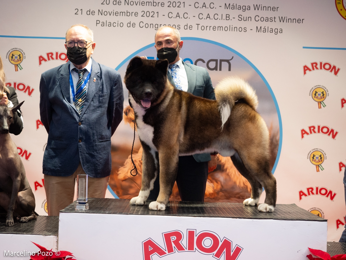 CACIB TORREMOLINOS 2021 KYODAI