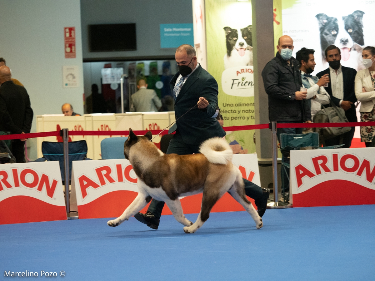 CACIB TORREMOLINOS 2021 KYODAI