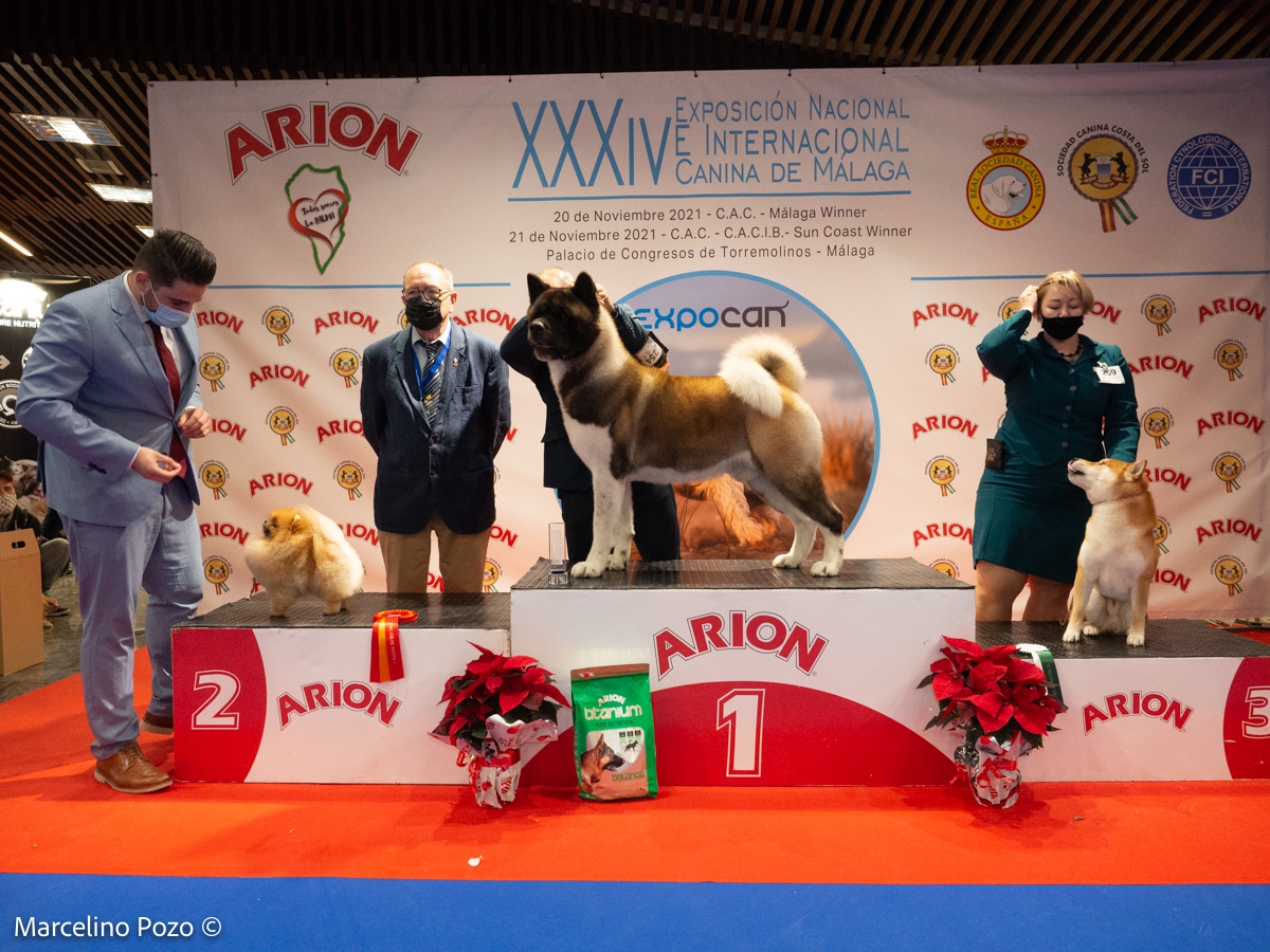 CACIB TORREMOLINOS 2021 KYODAI